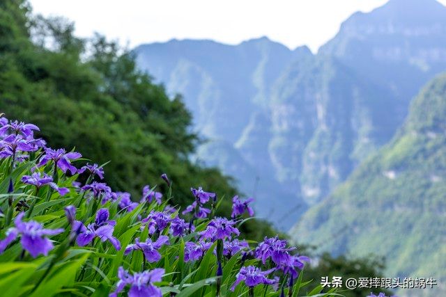 德国鸢尾的种植方法