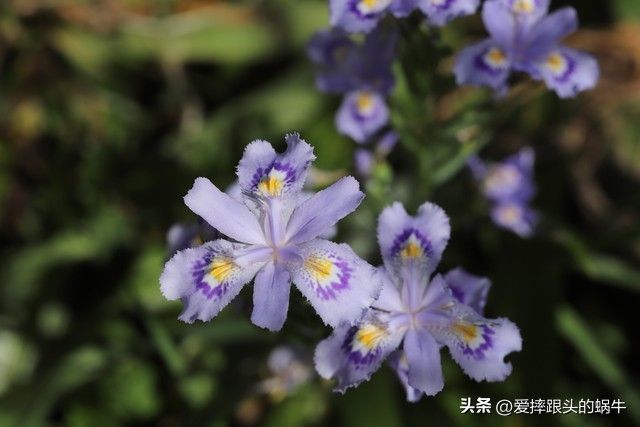 德国鸢尾的种植方法