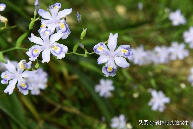 德国鸢尾的种植方法