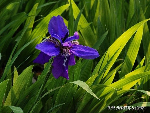 德国鸢尾的种植方法