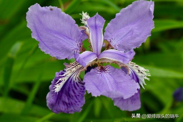 德国鸢尾的种植方法