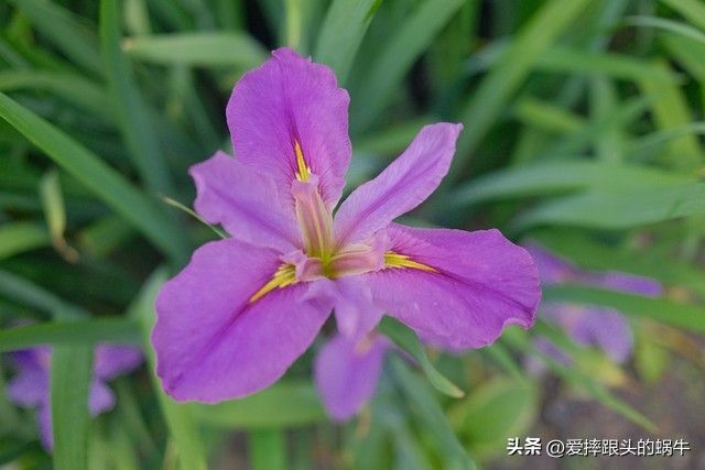 德国鸢尾的种植方法