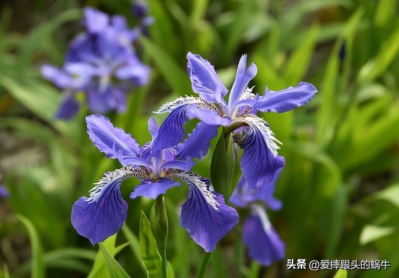 德国鸢尾的种植方法