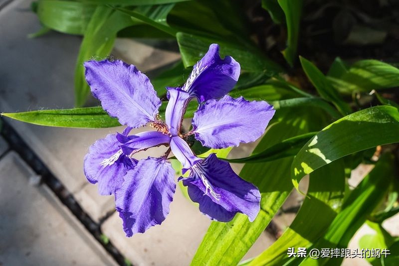 德国鸢尾的种植方法