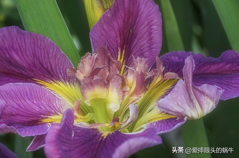 德国鸢尾的种植方法