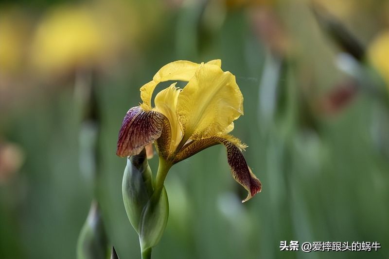德国鸢尾的种植方法