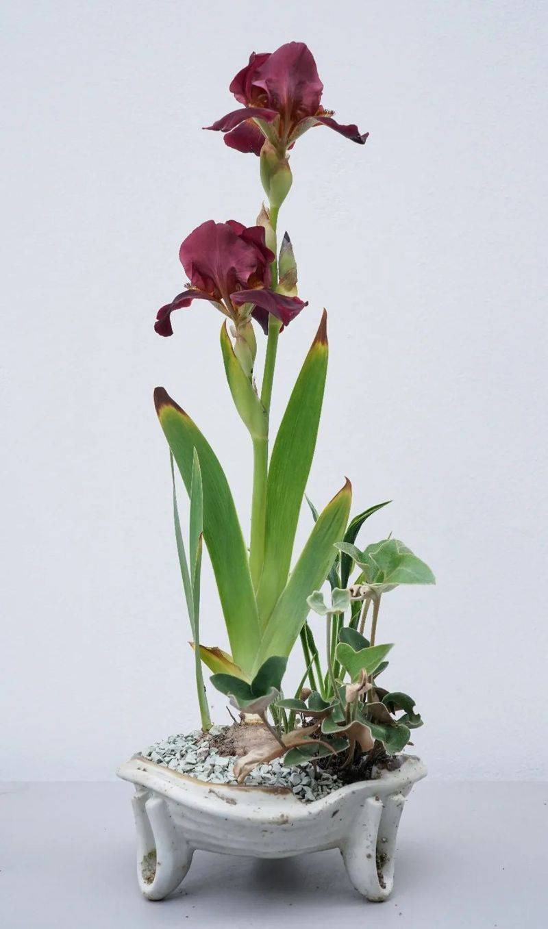 German plume cultivation methods