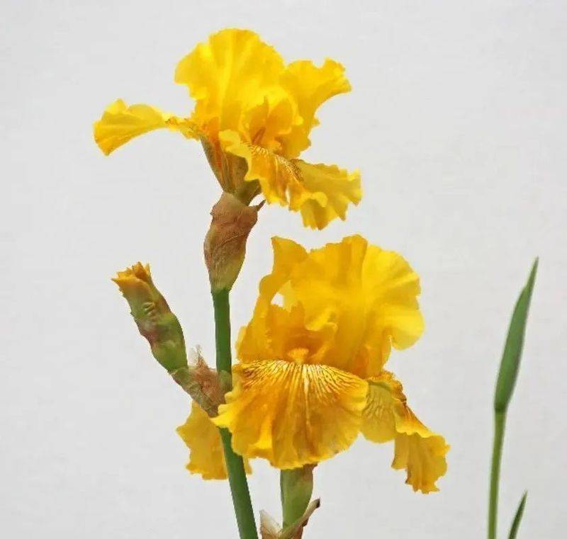 German plume cultivation methods