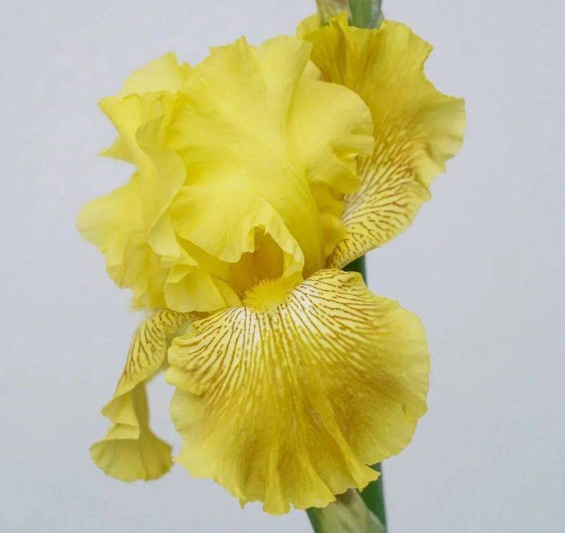 German plume cultivation methods