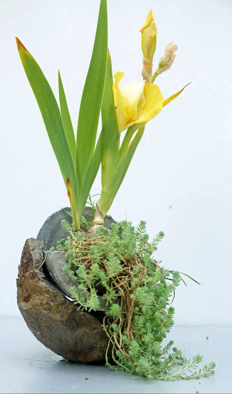 German plume cultivation methods