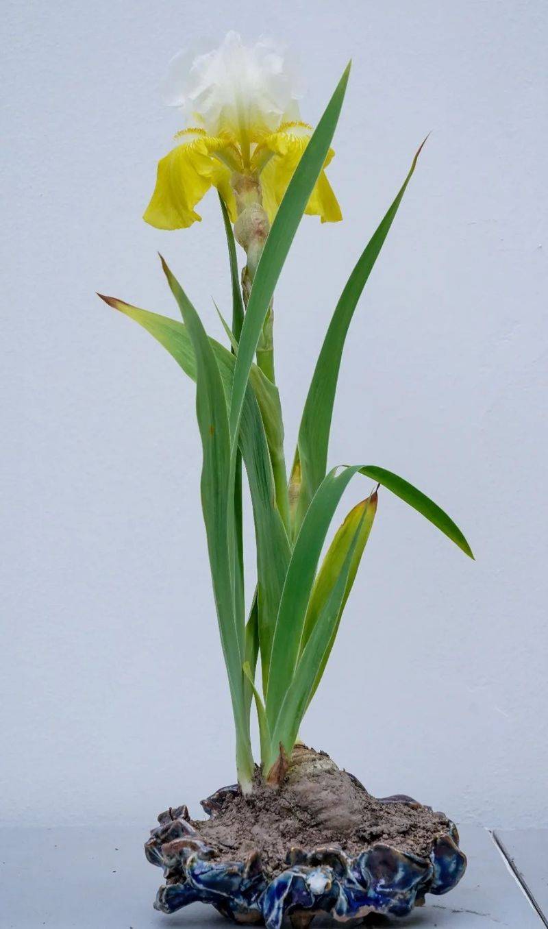 German plume cultivation methods