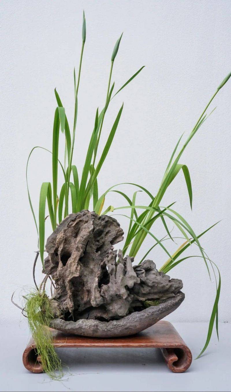 German plume cultivation methods