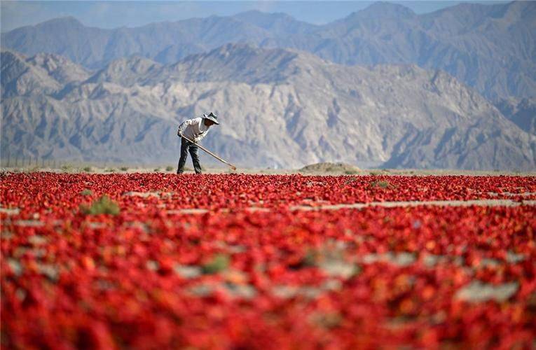 Tomato farming techniques