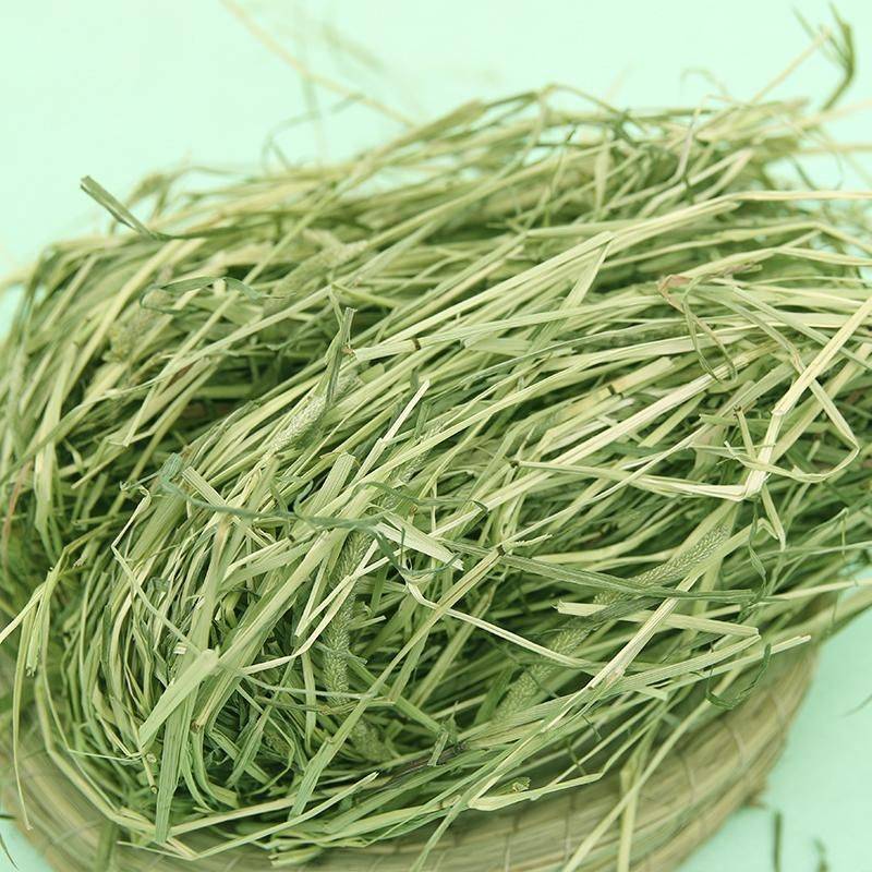 提摩西草种植方法