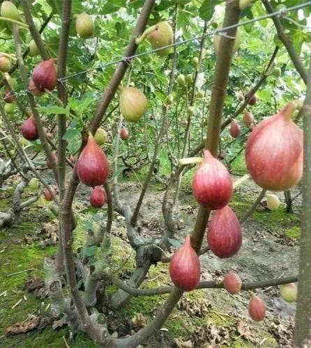 Plantation techniques for fruitless trees