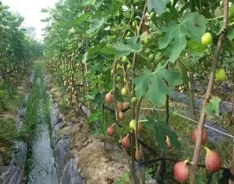 Plantation techniques for fruitless trees