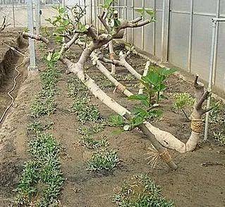 Plantation techniques for fruitless trees