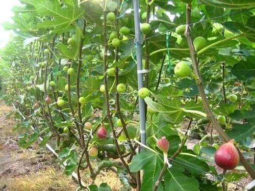 Plantation techniques for fruitless trees