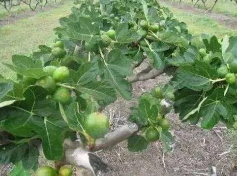 Plantation techniques for fruitless trees