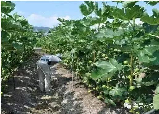 Plantation techniques for fruitless trees