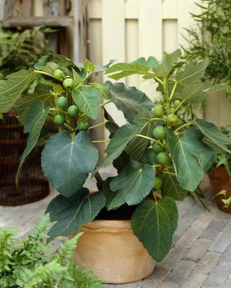Plantation techniques for fruitless trees