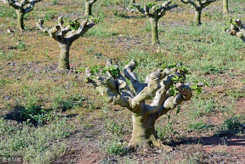 Plantation techniques for fruitless trees