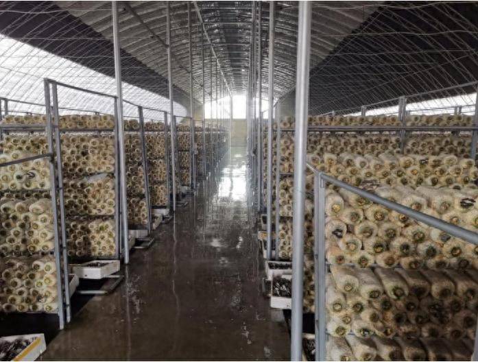 The method of growing mushrooms in the shed