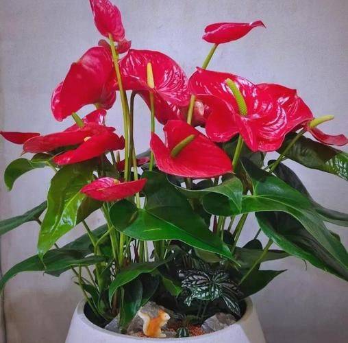 Suitable for indoor plant cultivation