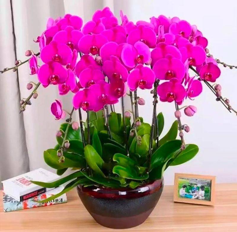 Suitable for indoor plant cultivation