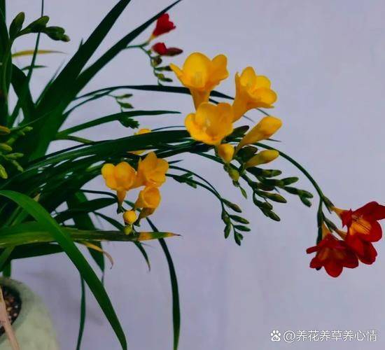 Suitable for indoor plant cultivation