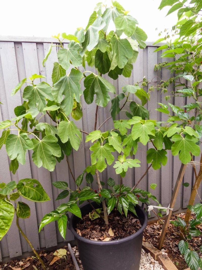 Plantation techniques for fruitless trees
