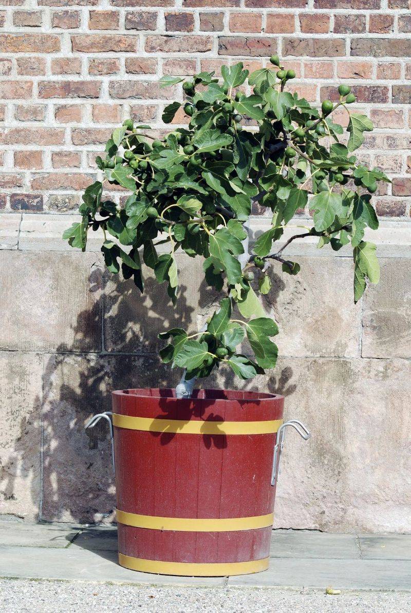 Plantation techniques for fruitless trees