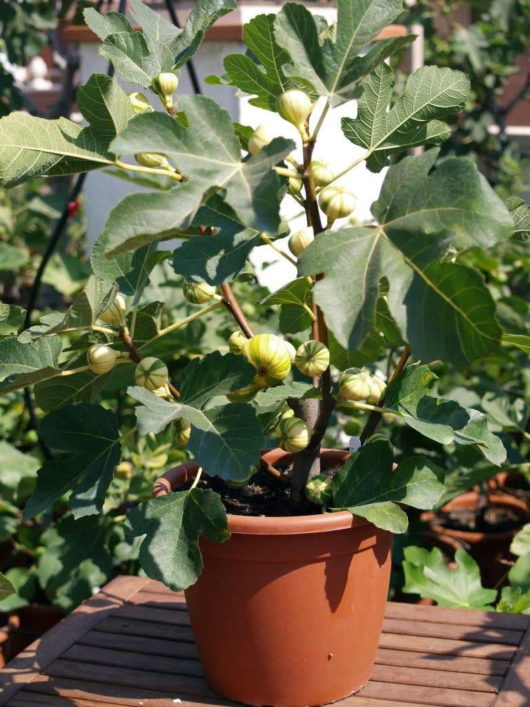 Plantation techniques for fruitless trees