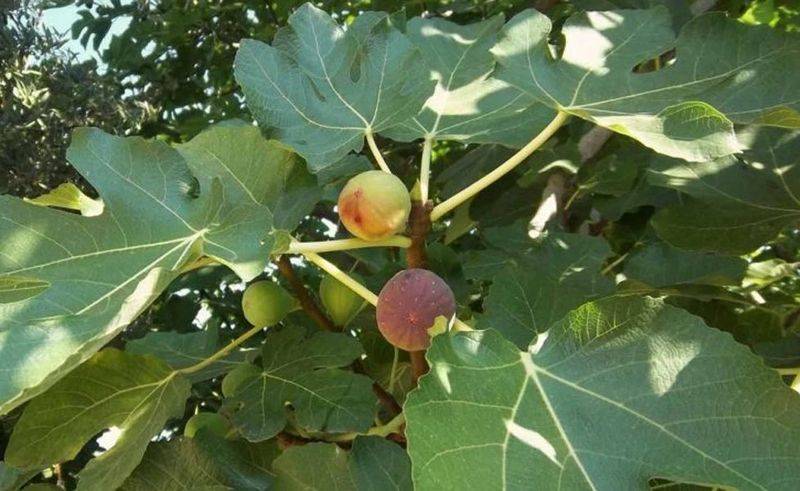 Plantation techniques for fruitless trees