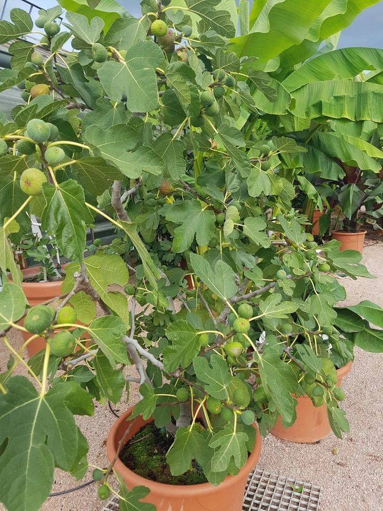 Plantation techniques for fruitless trees