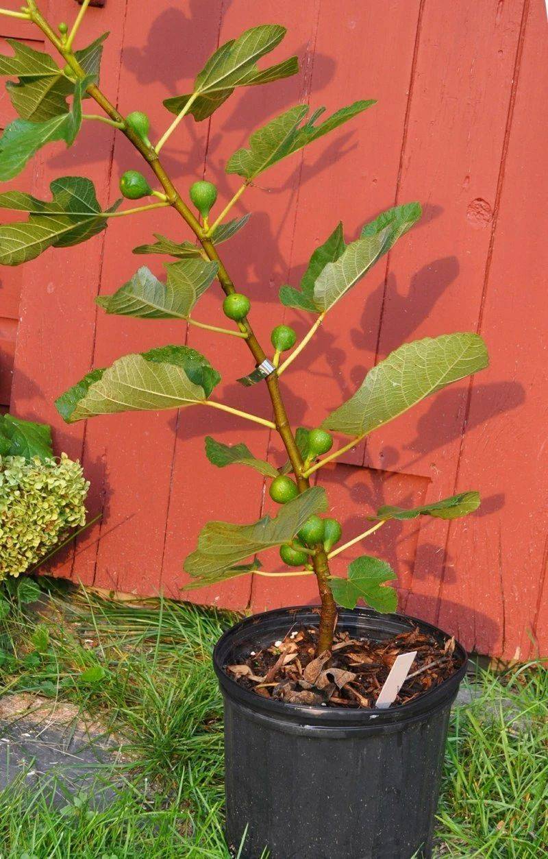 Plantation techniques for fruitless trees