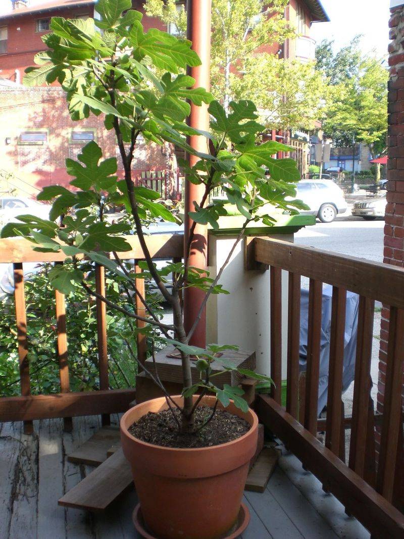 Plantation techniques for fruitless trees