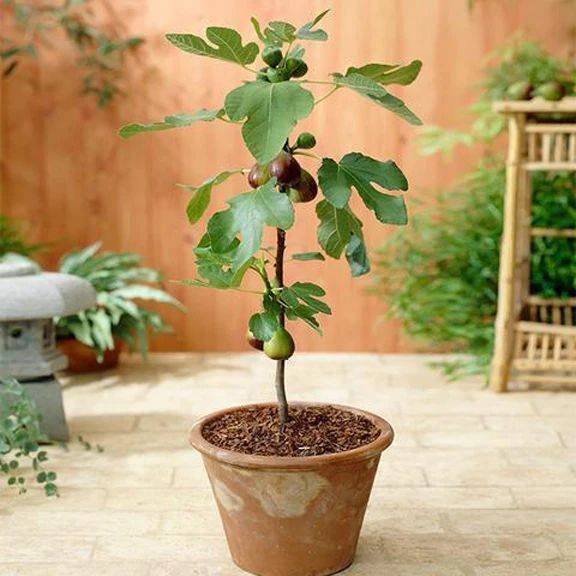 Plantation techniques for fruitless trees
