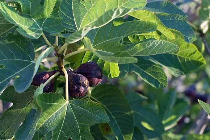 Plantation techniques for fruitless trees