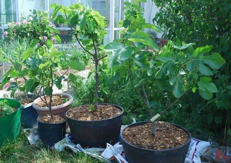 Plantation techniques for fruitless trees