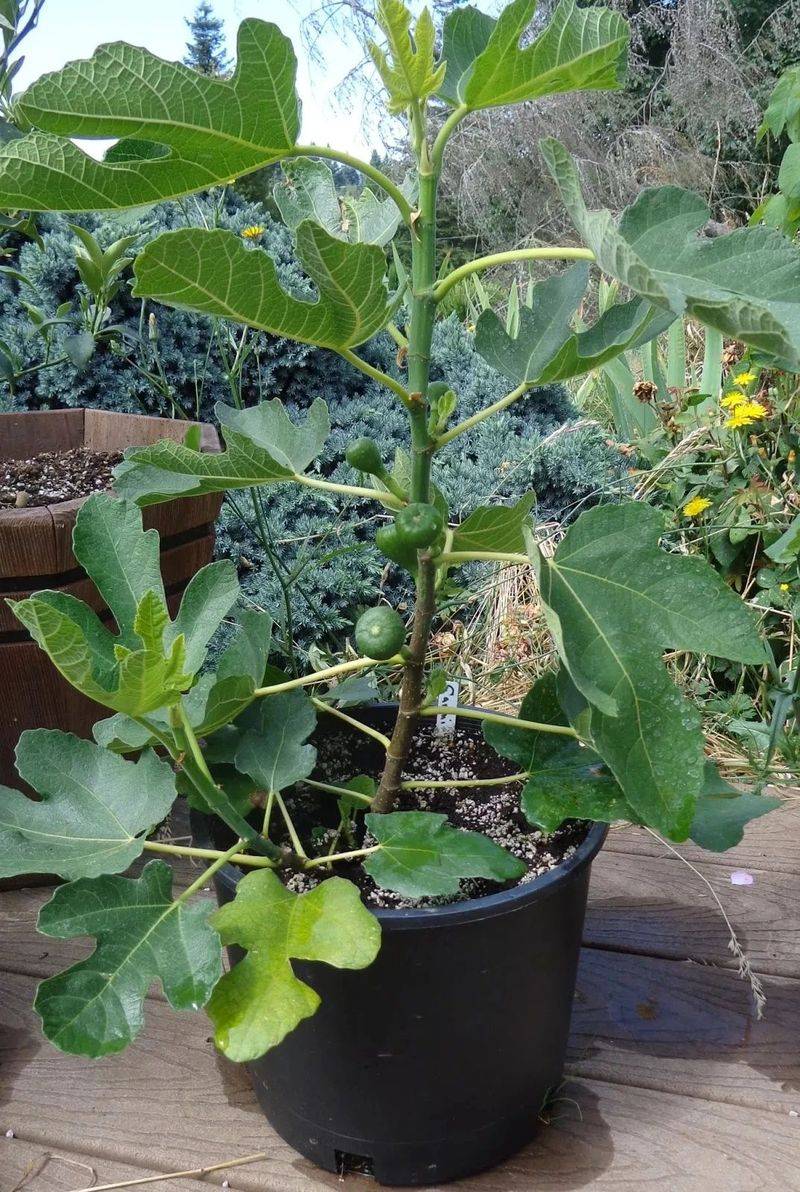 Plantation techniques for fruitless trees