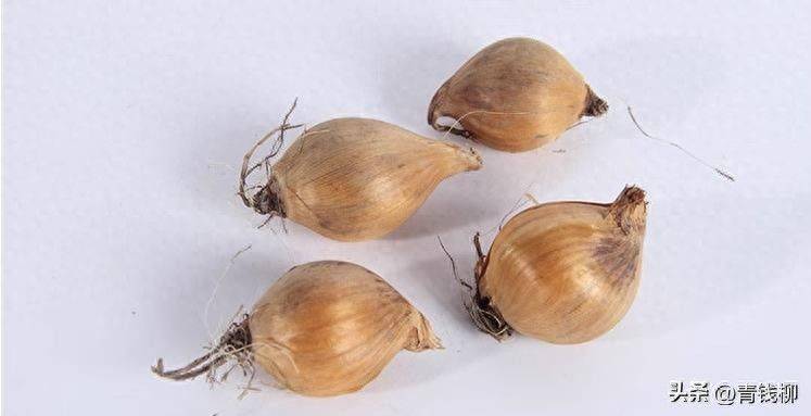 German plume cultivation methods