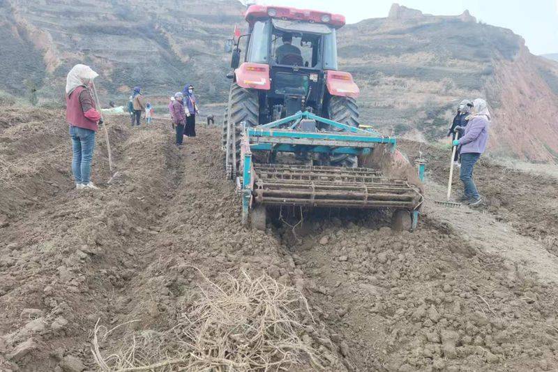 Technology for chinese medicine wood-wood cultivation