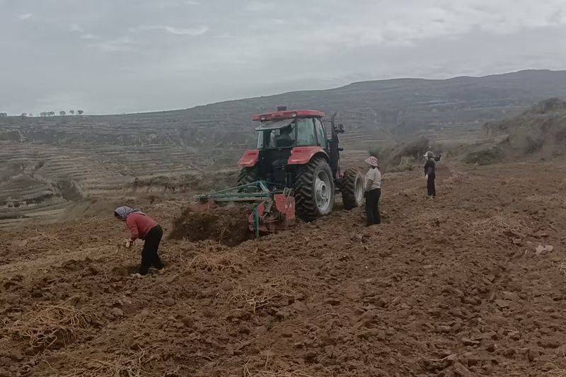 Technology for chinese medicine wood-wood cultivation