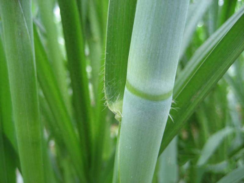 It's technology for the cultivation of bamboo and grass