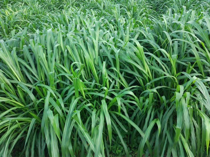 It's technology for the cultivation of bamboo and grass