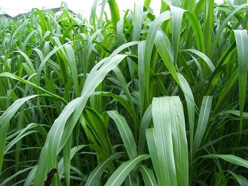 It's technology for the cultivation of bamboo and grass
