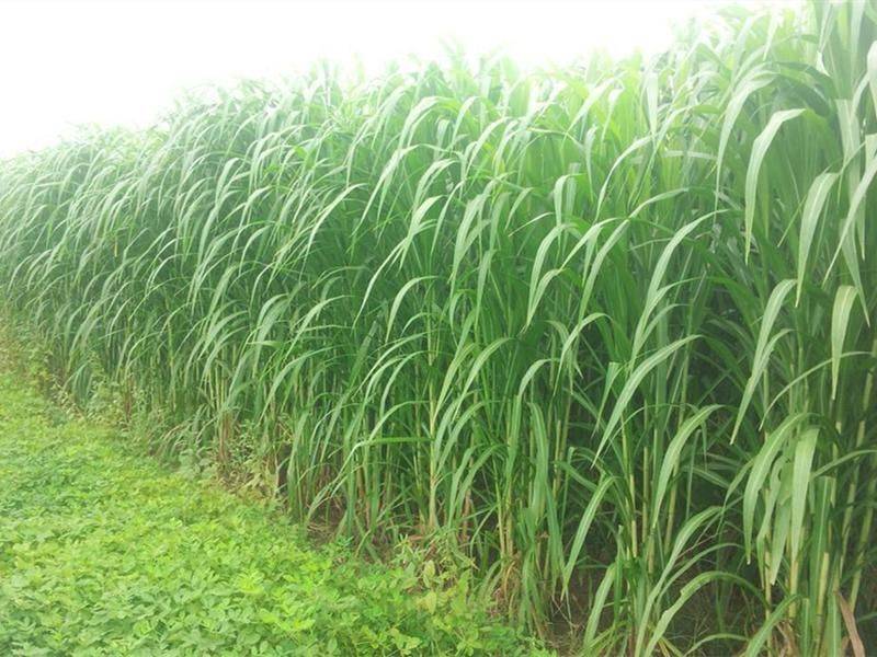 It's technology for the cultivation of bamboo and grass