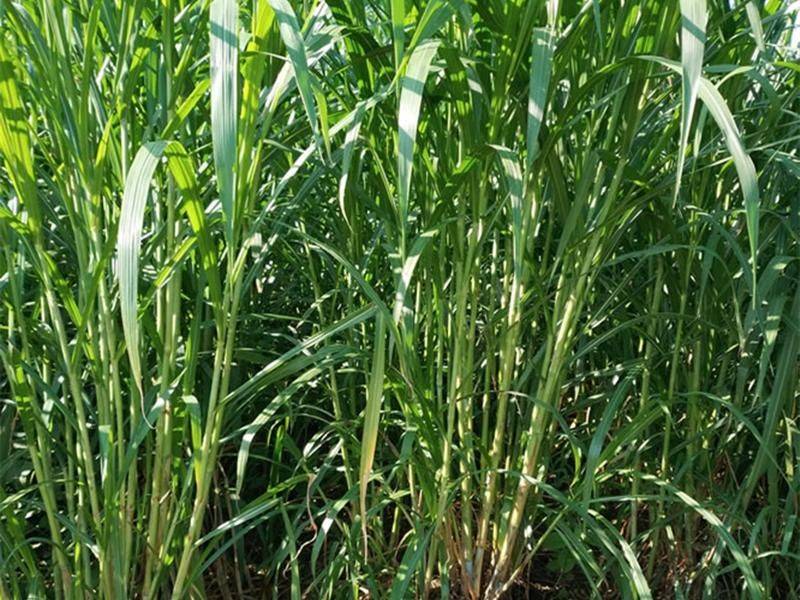 It's technology for the cultivation of bamboo and grass