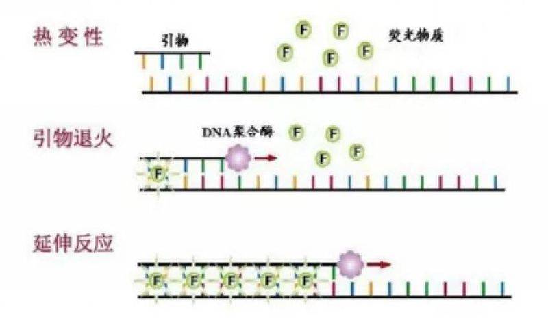 Chip-pcr experimental step